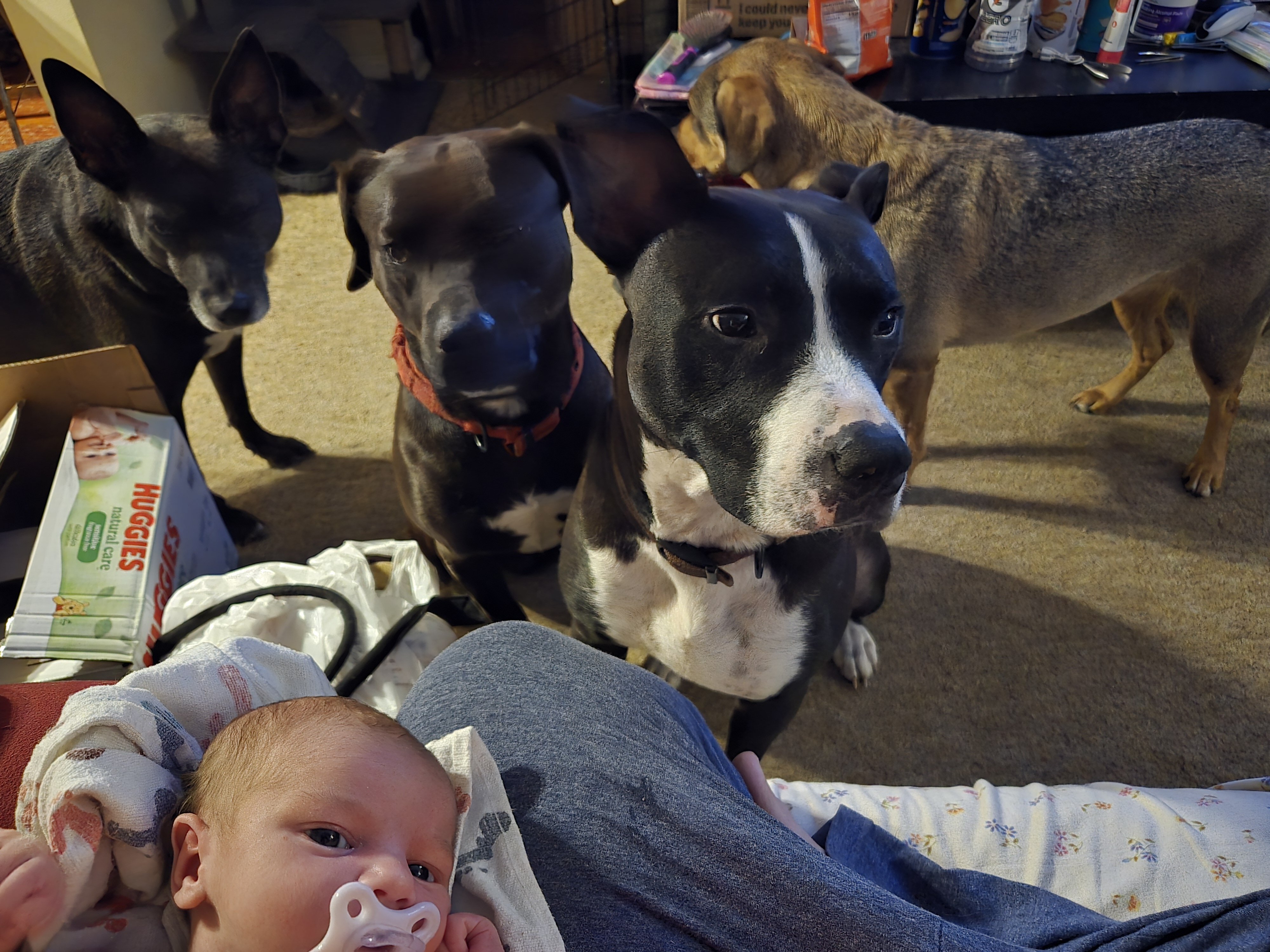 Boxer pit mix almost 2 image 2