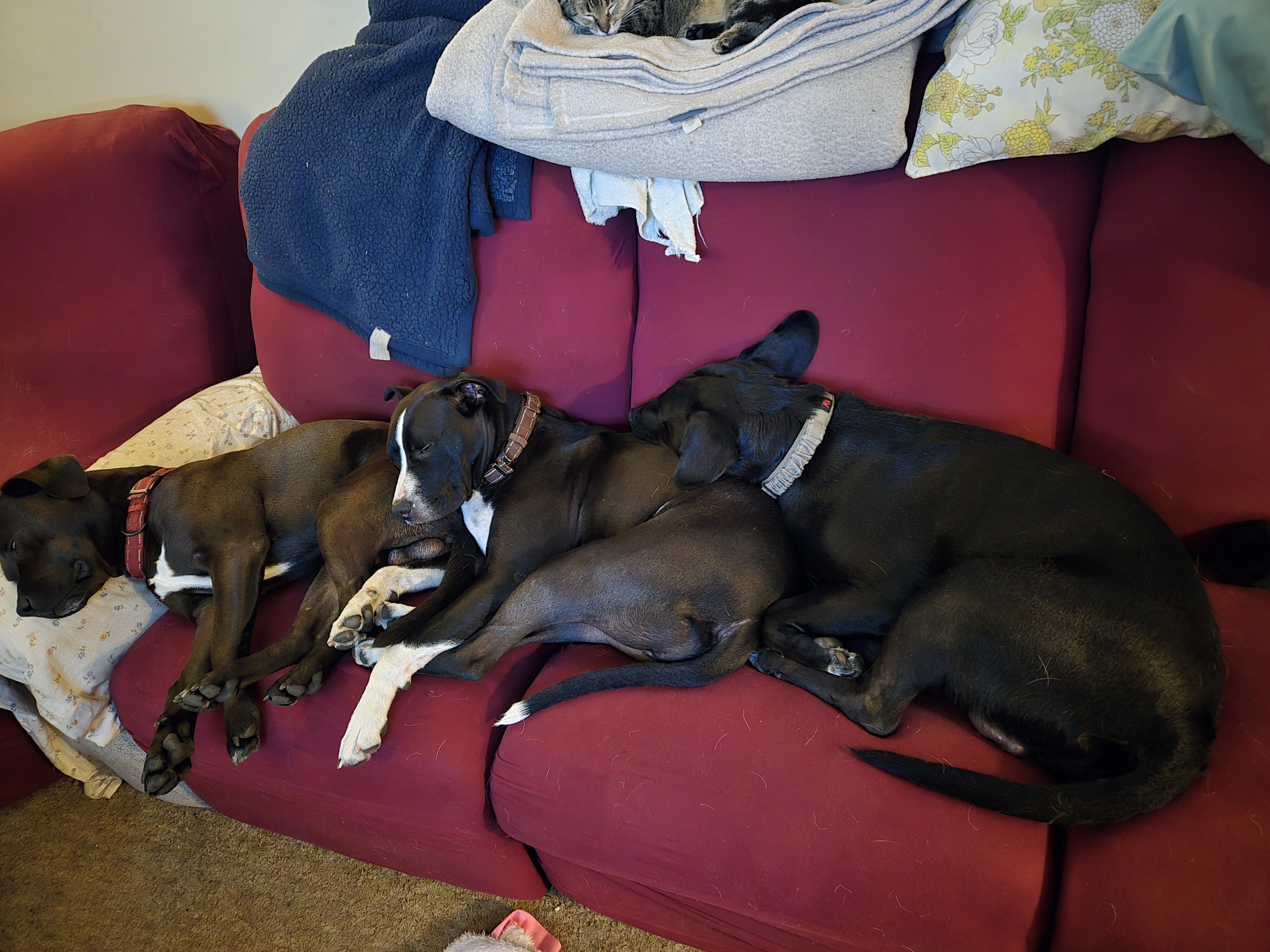Boxer pit mix almost 2 image 3