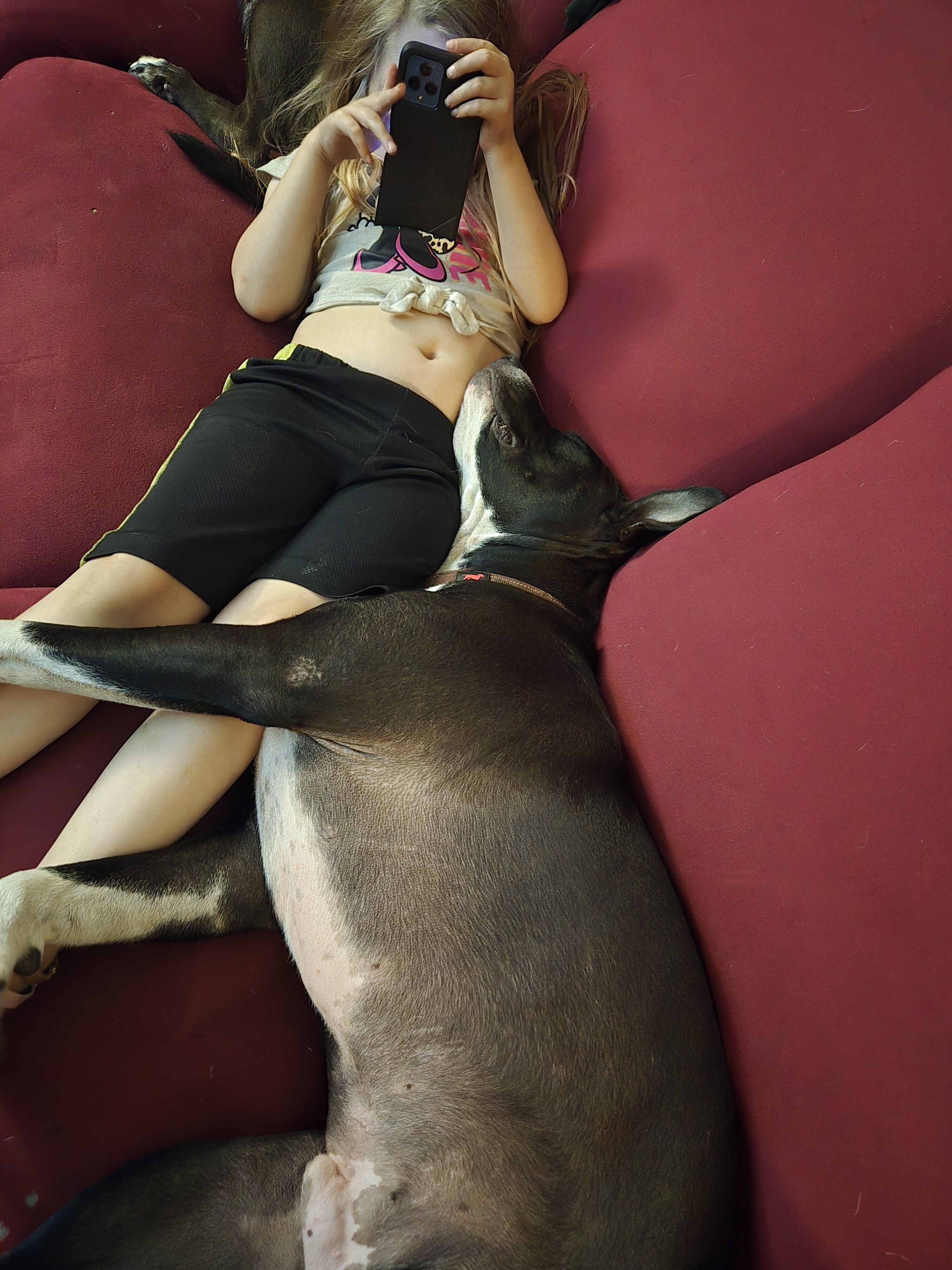 Boxer pit mix almost 2 image 4