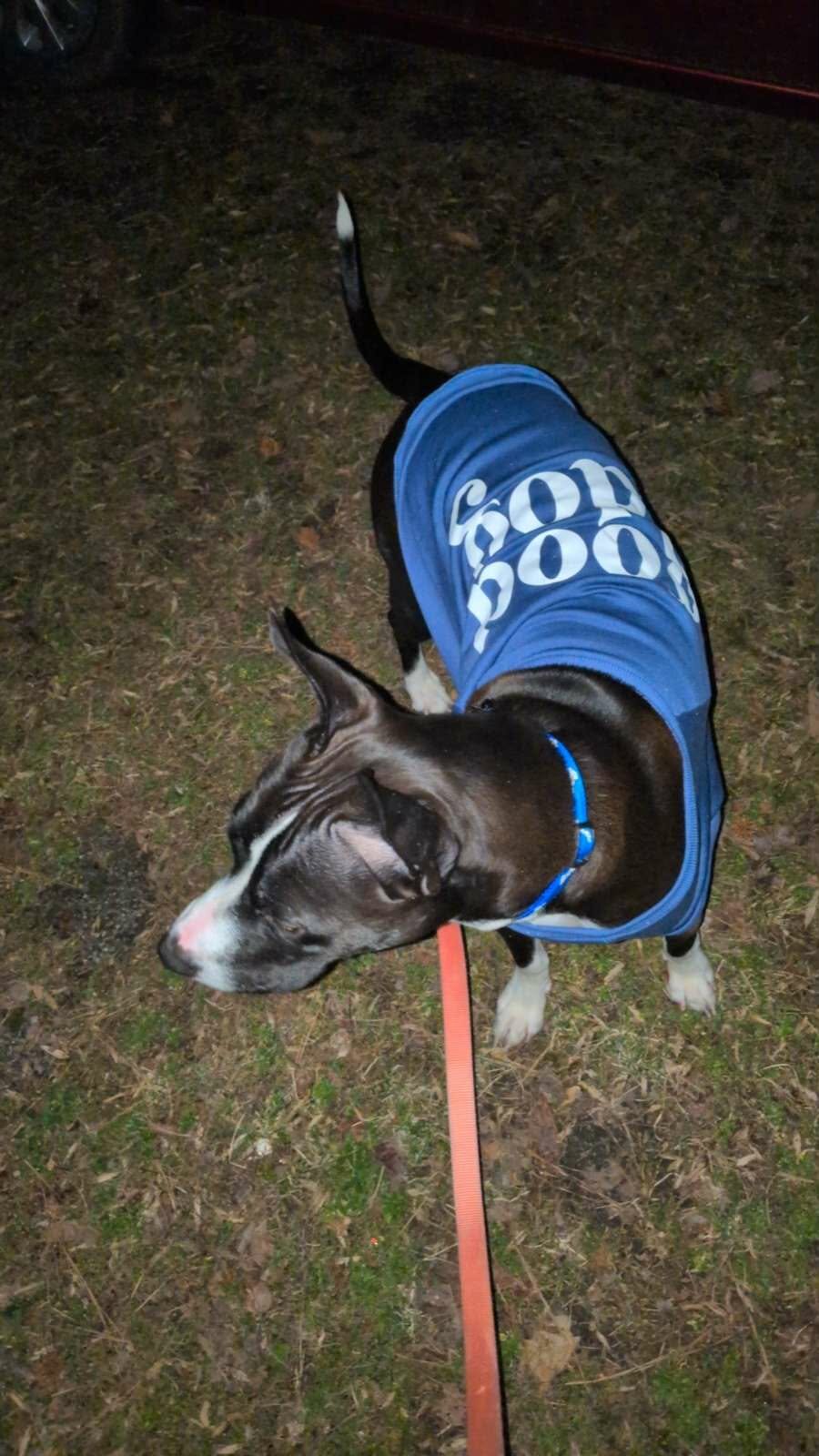 Boxer pit mix almost 2 image 8