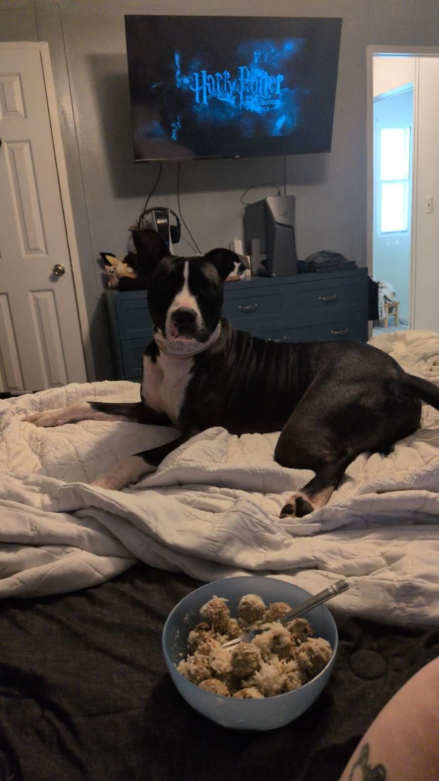 Boxer pit mix almost 2 image 1