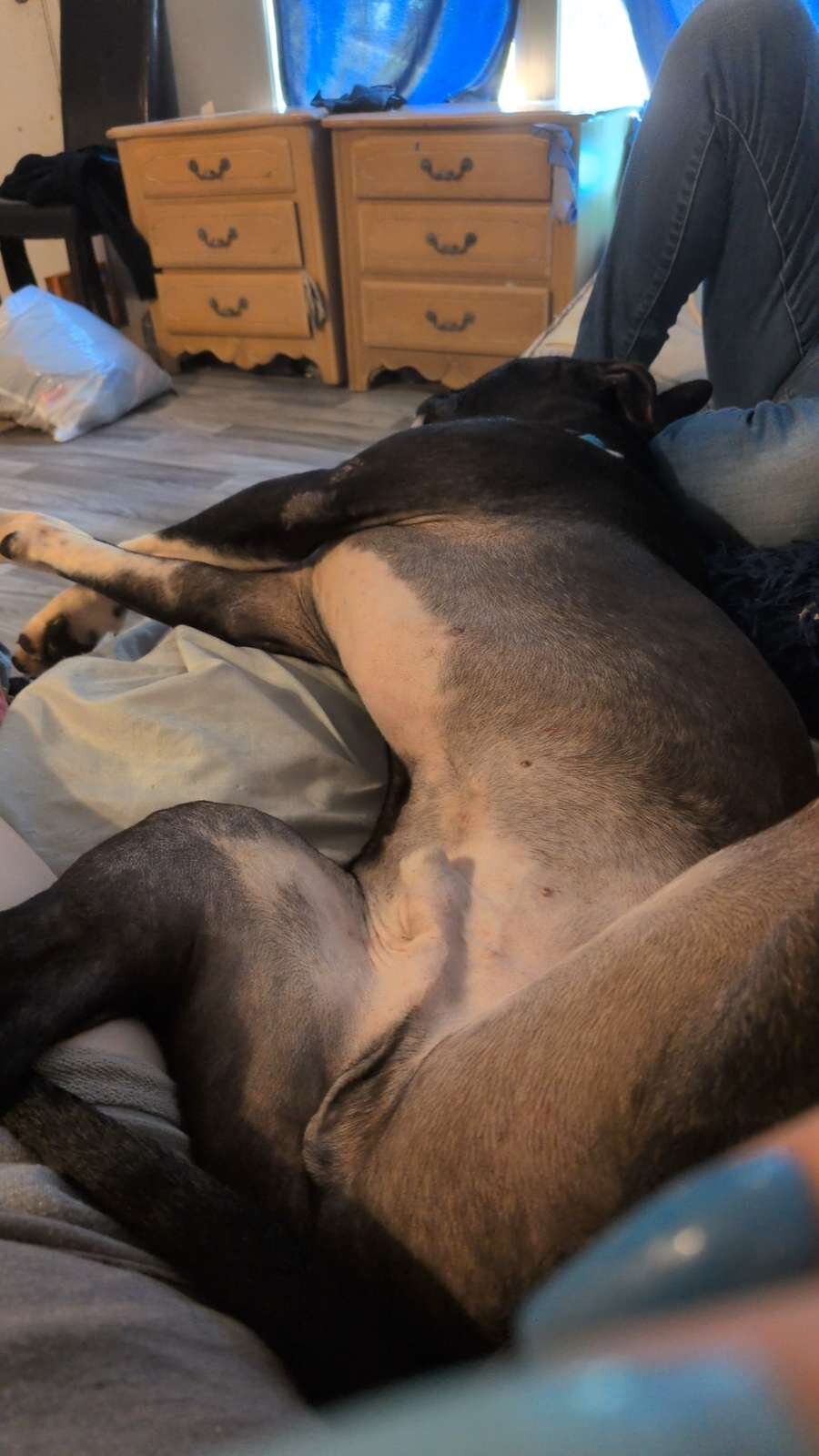 Boxer pit mix almost 2 image 6