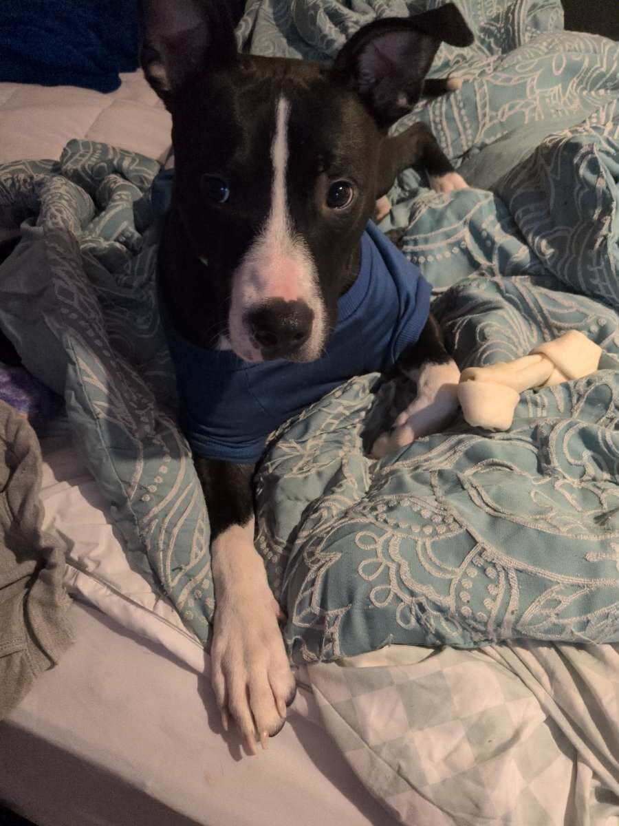Boxer pit mix almost 2 image 7