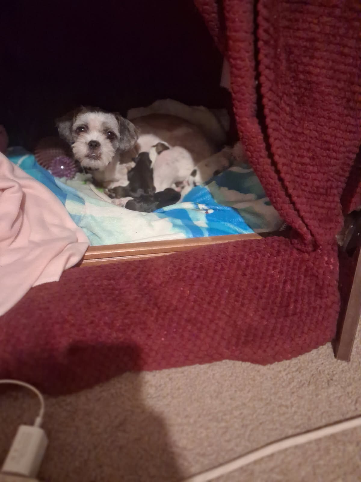 Chihuahua Shih tzu mix puppies image 5