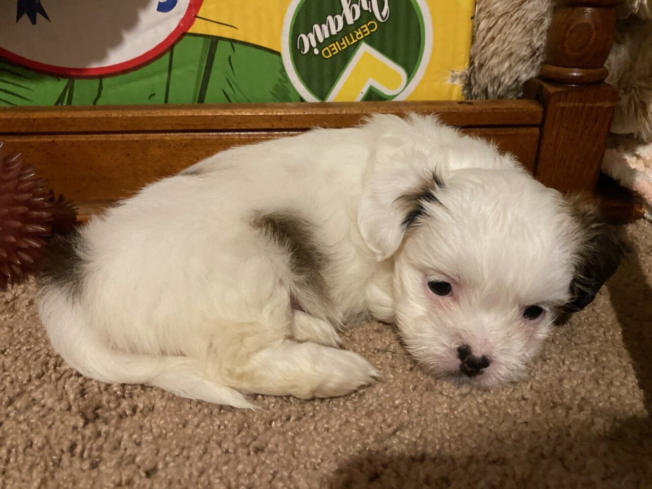 Chihuahua Shih tzu mix puppies image 1