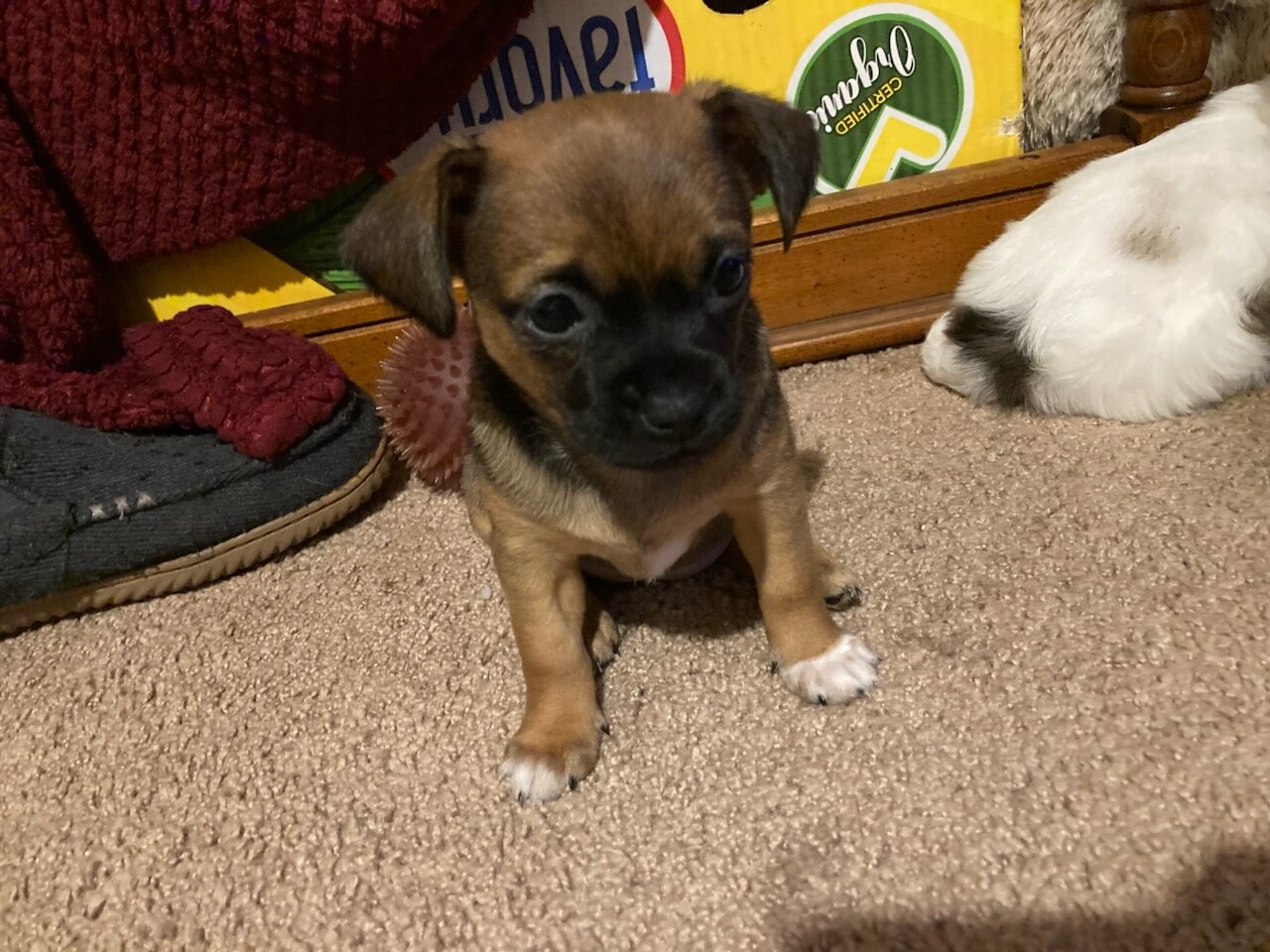 Chihuahua Shih tzu mix puppies image 2