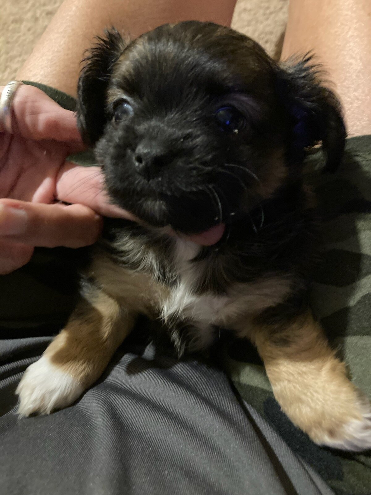 Chihuahua Shih tzu mix puppies image 3