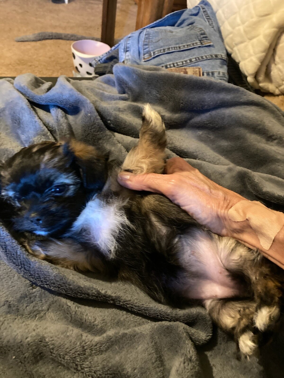 Chihuahua Shih tzu mix puppies image 4