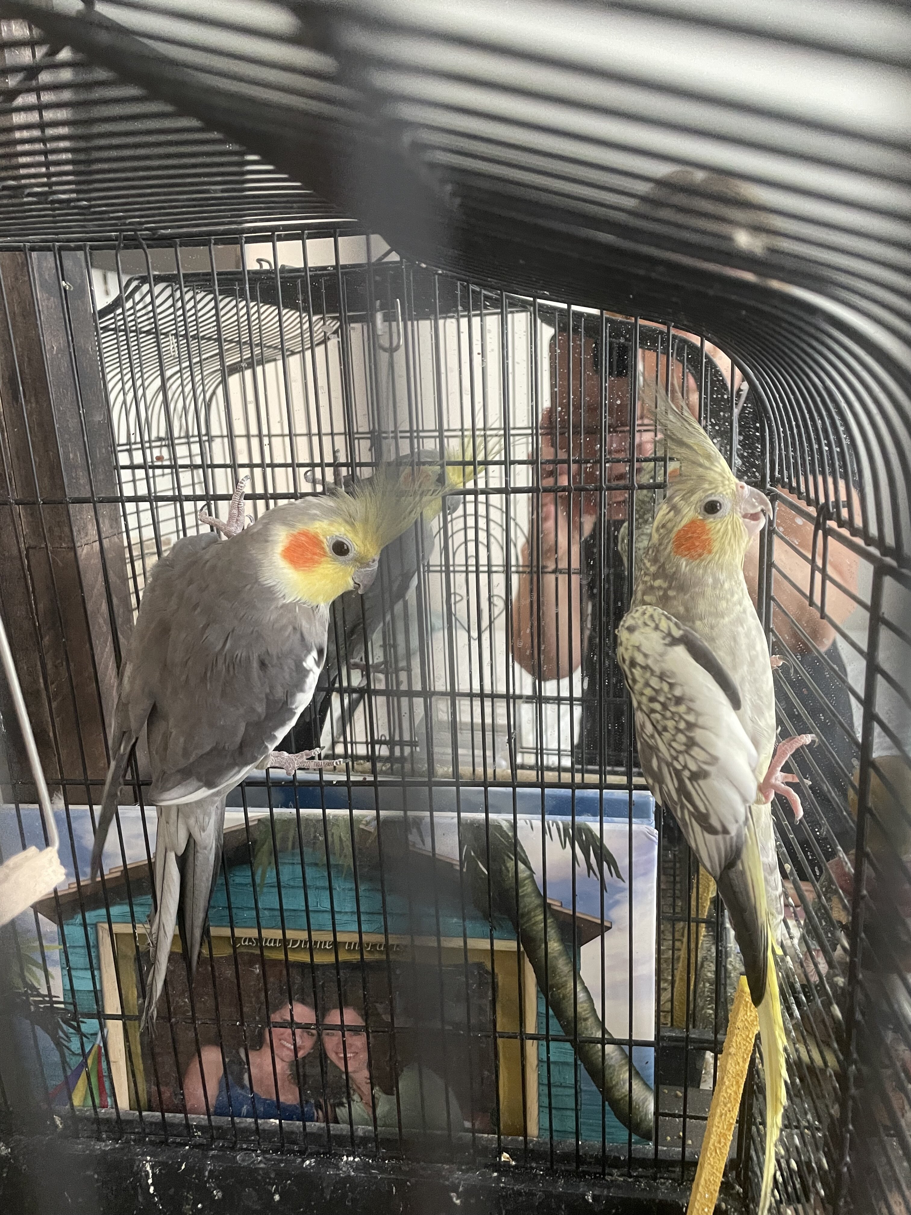 Breeder pair of cockatiels image 1