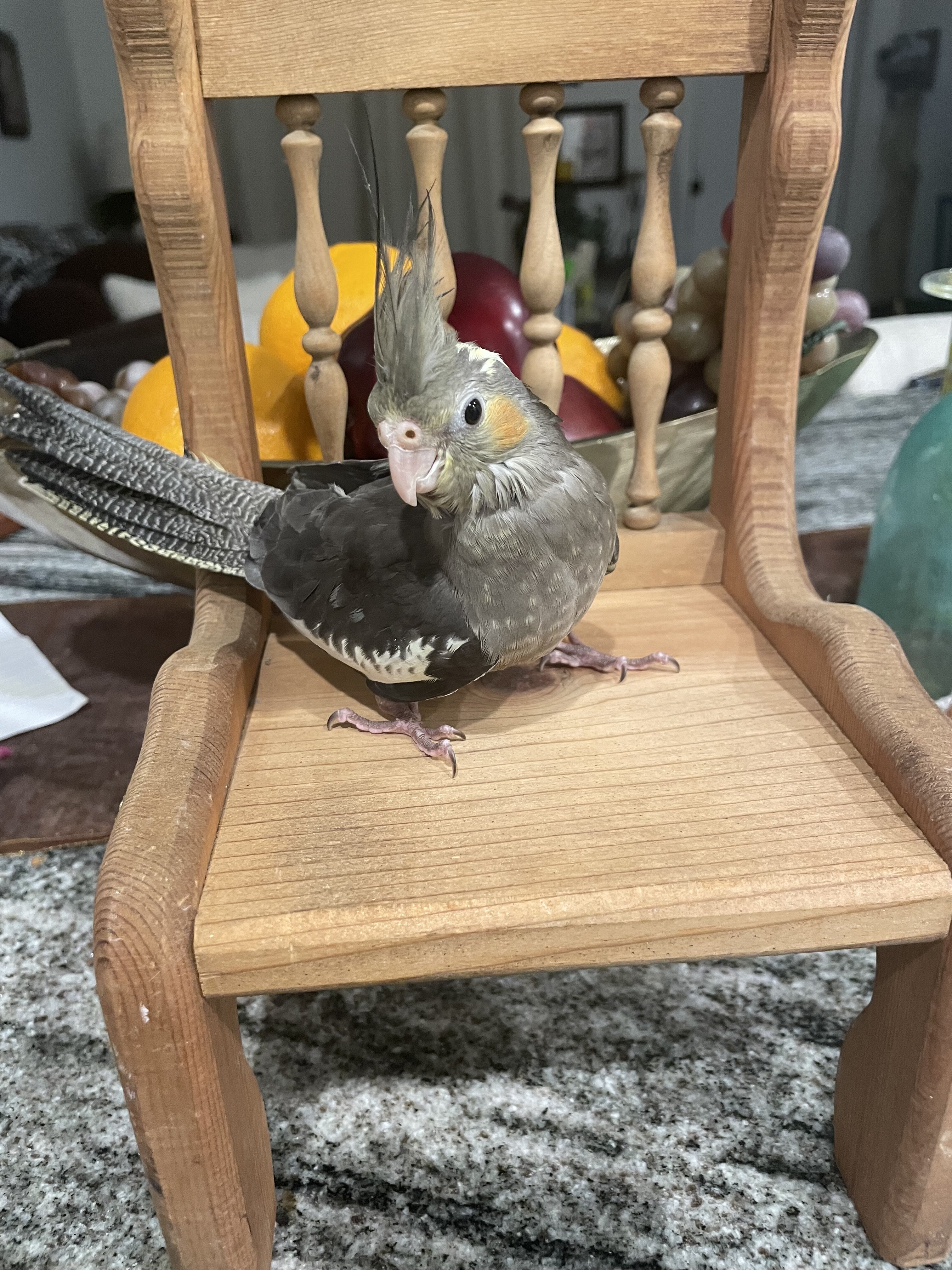 Young cockatiel image 2