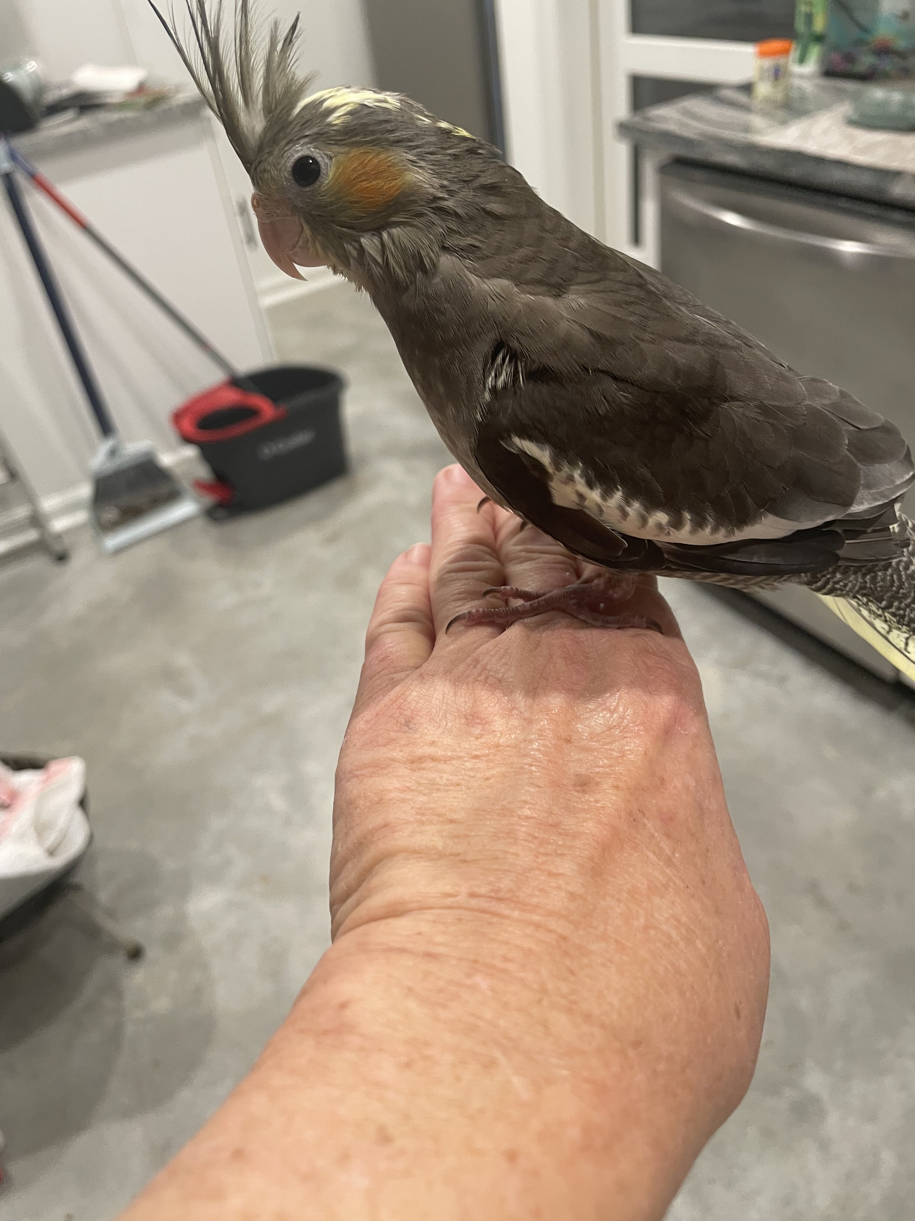 Young cockatiel image 1