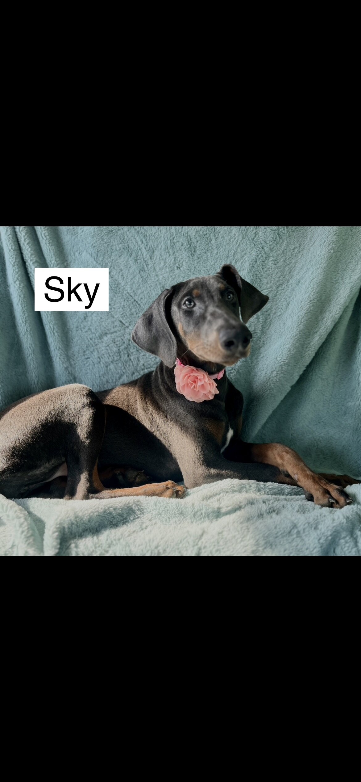 WEEKEND SPECIAL $600 OFF! BLUE Doberman Female Pup image 4