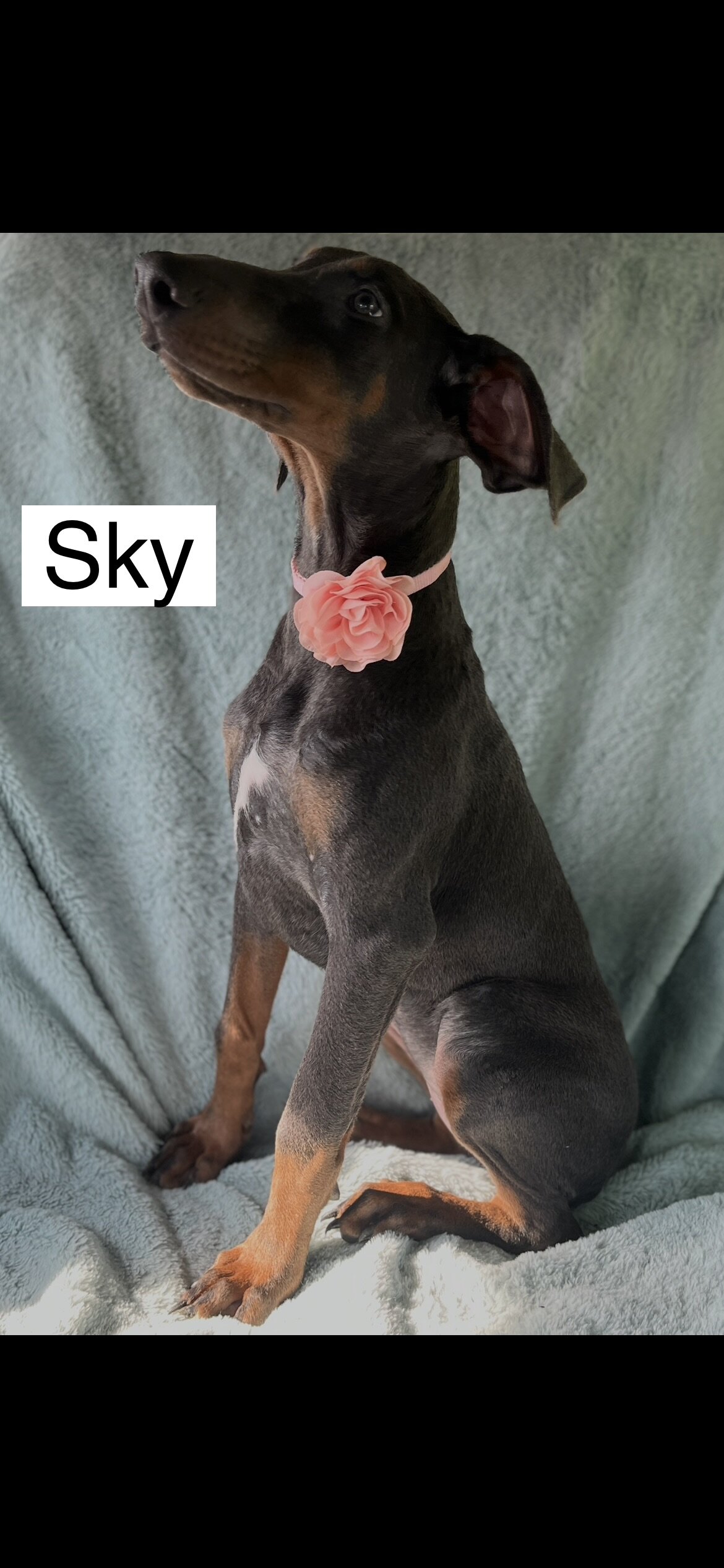 WEEKEND SPECIAL $600 OFF! BLUE Doberman Female Pup image 10
