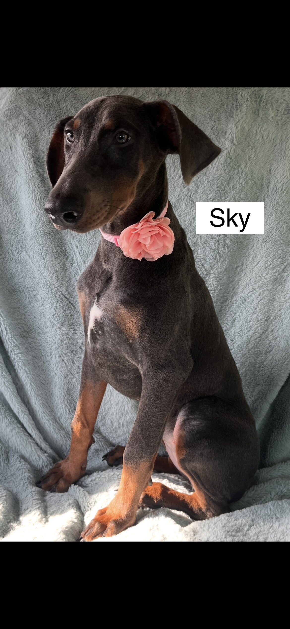 WEEKEND SPECIAL $600 OFF! BLUE Doberman Female Pup image 5