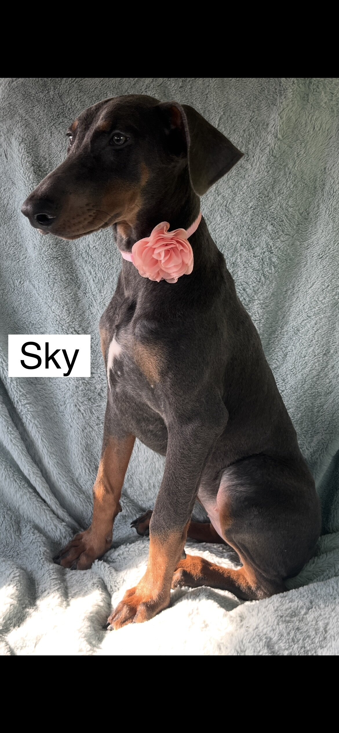 WEEKEND SPECIAL $600 OFF! BLUE Doberman Female Pup image 6