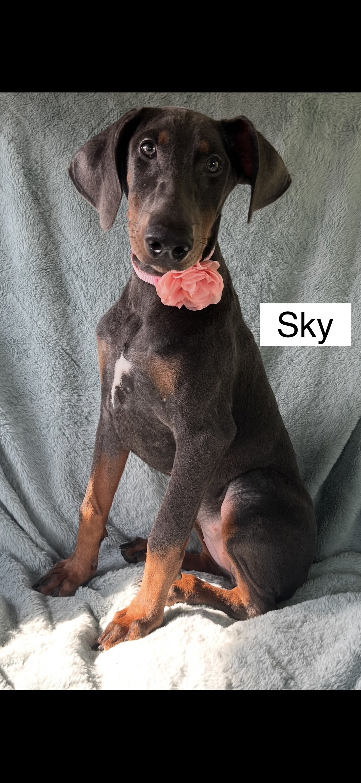 WEEKEND SPECIAL $600 OFF! BLUE Doberman Female Pup image 7