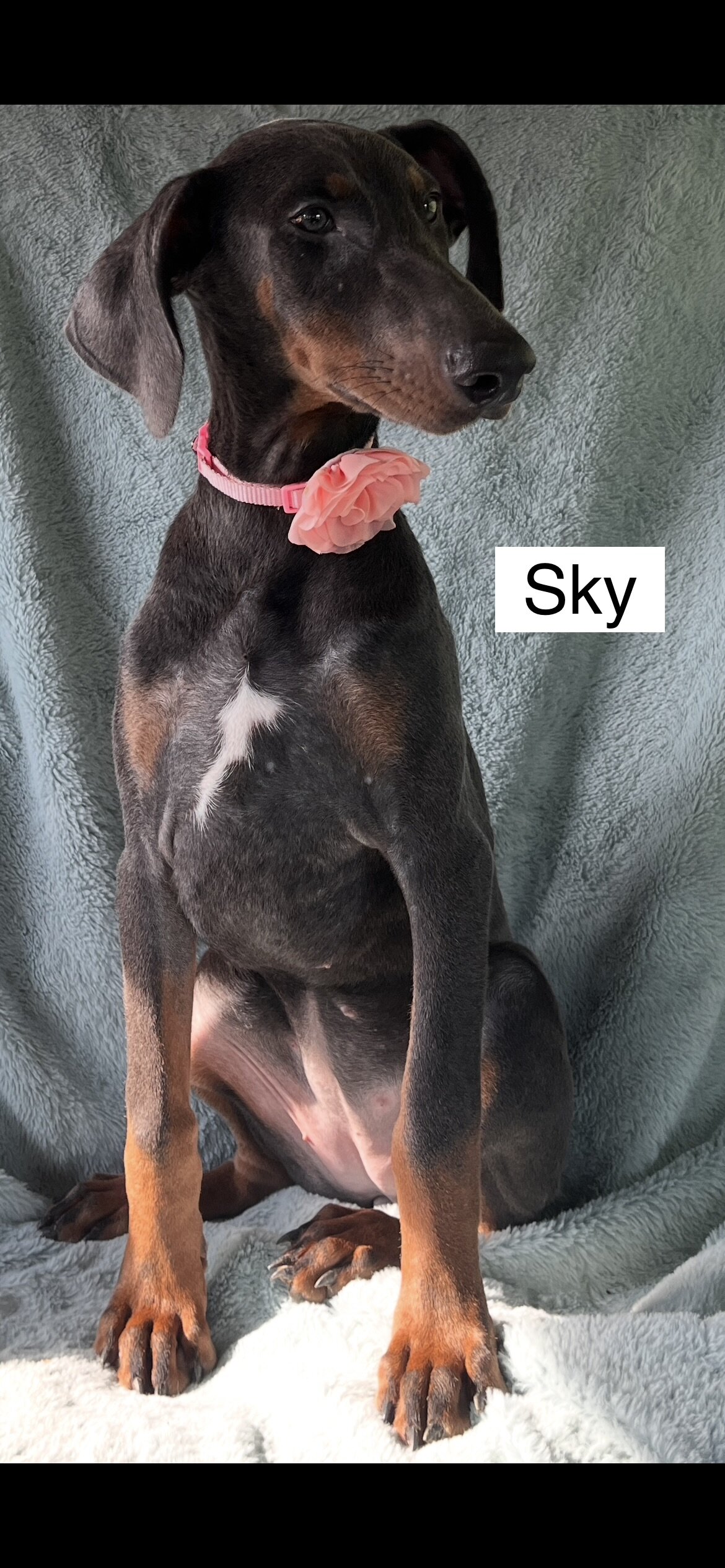 WEEKEND SPECIAL $600 OFF! BLUE Doberman Female Pup image 8