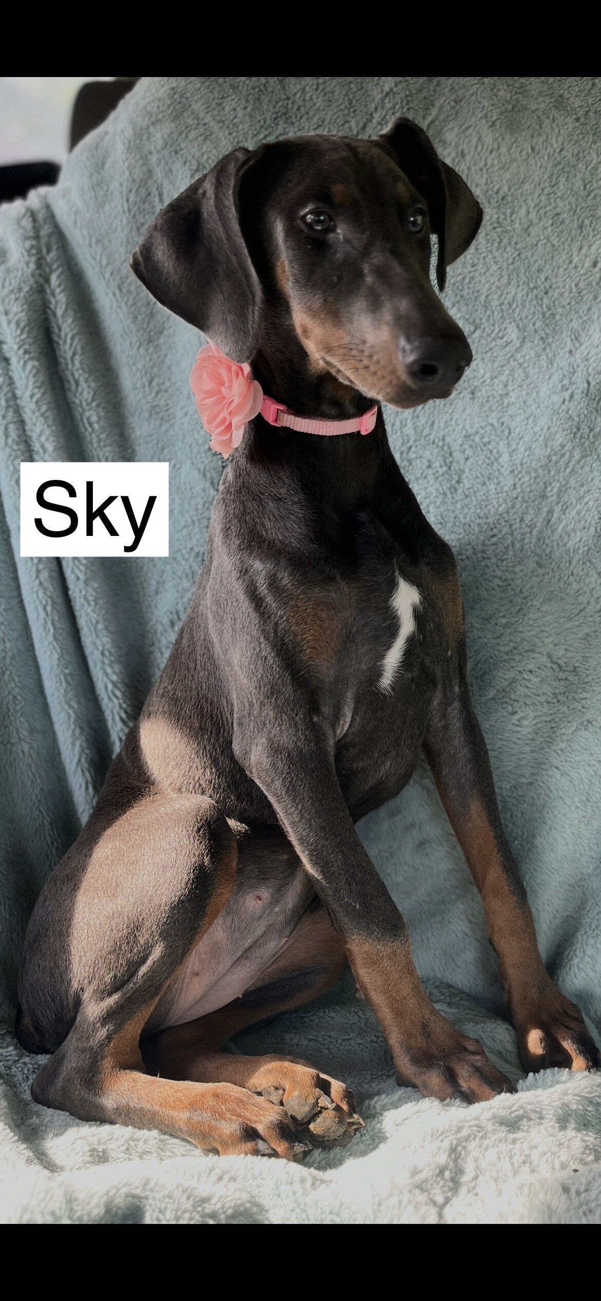 WEEKEND SPECIAL $600 OFF! BLUE Doberman Female Pup image 9