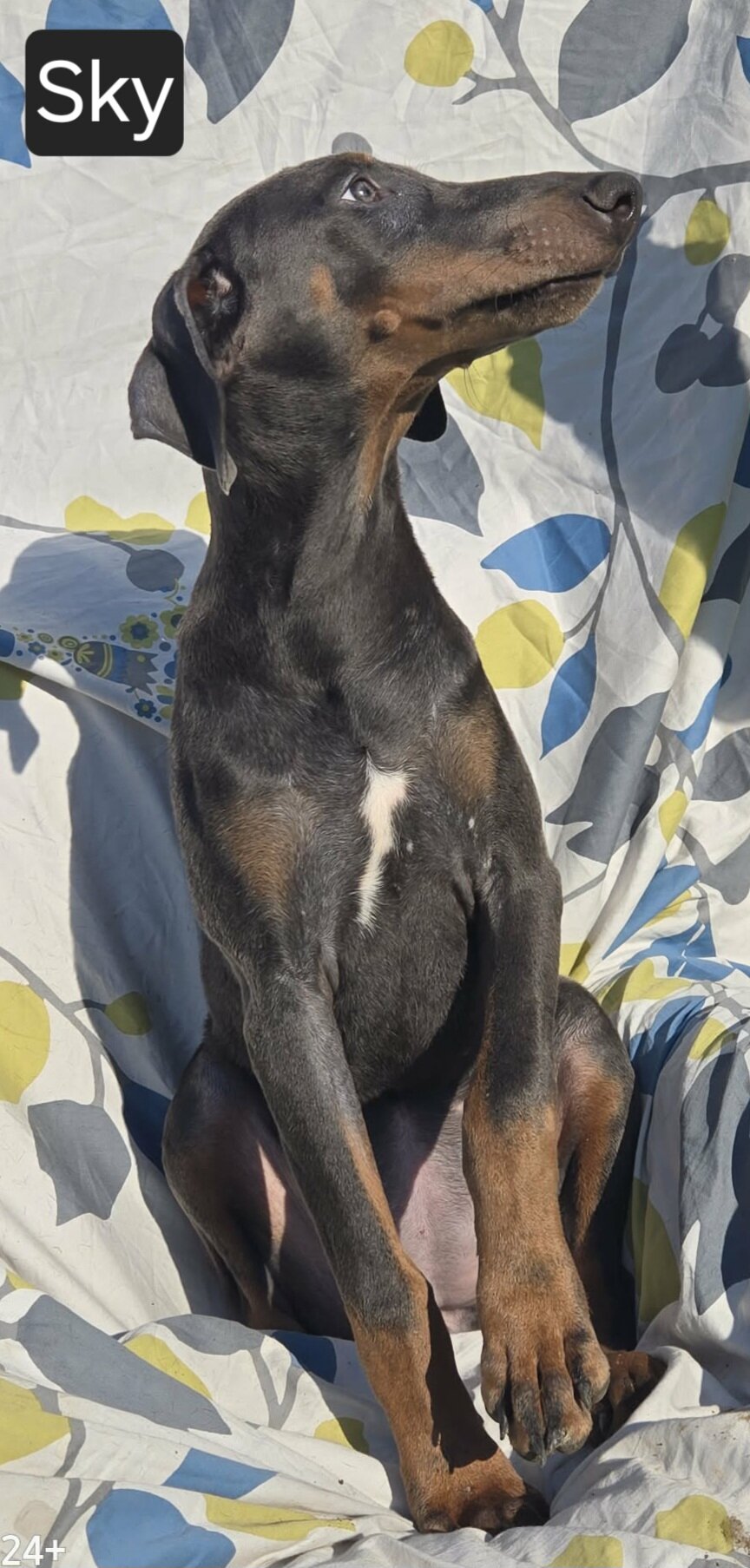 WEEKEND SPECIAL $600 OFF! BLUE Doberman Female Pup image 2