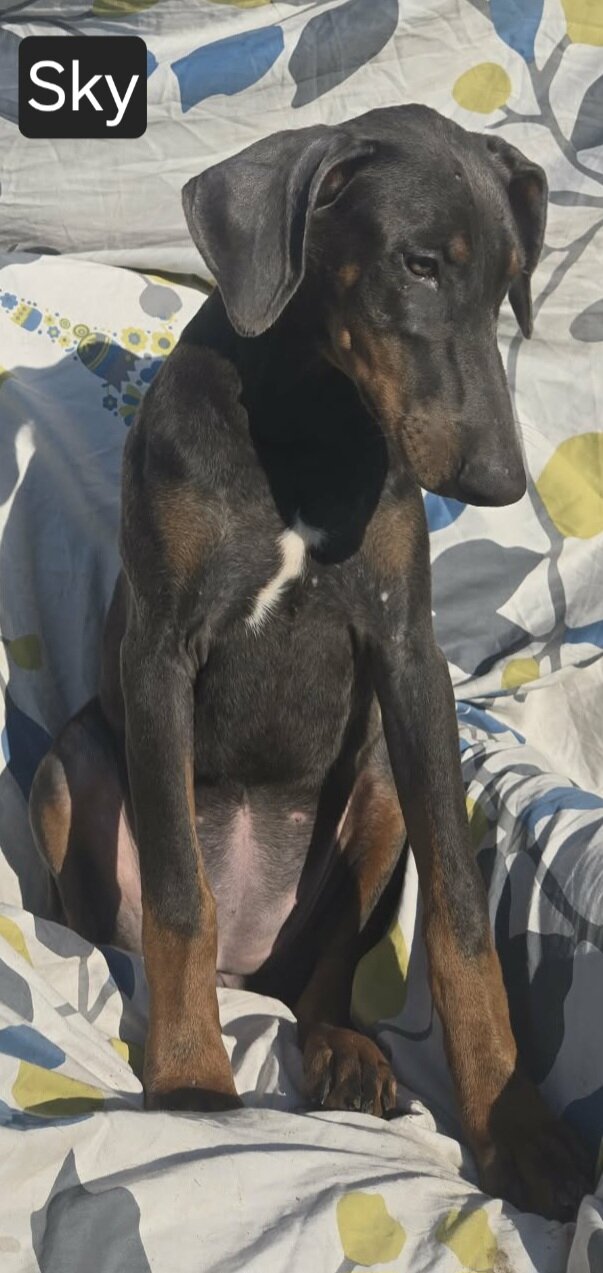 WEEKEND SPECIAL $600 OFF! BLUE Doberman Female Pup image 3