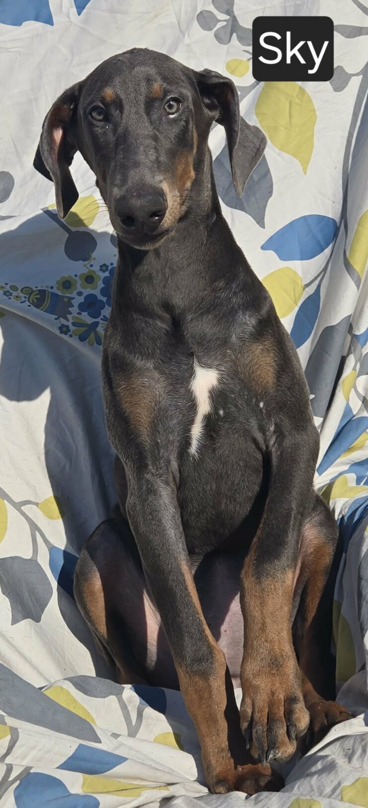 WEEKEND SPECIAL $600 OFF! BLUE Doberman Female Pup image 1