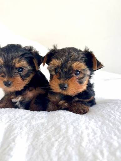 Yorkshire Terrier puppies image 1