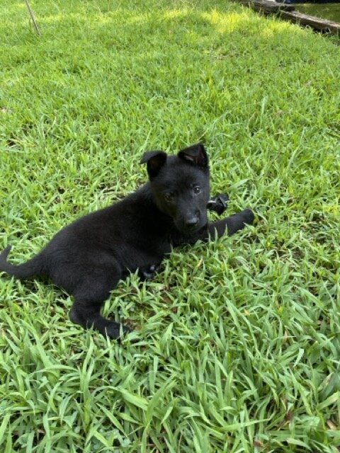 AKC Belgian Malinoise Pup- Female - Black-12Weeks image 2