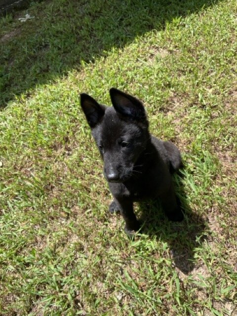 AKC Belgian Malinoise Pup- Female - Black-12Weeks image 1