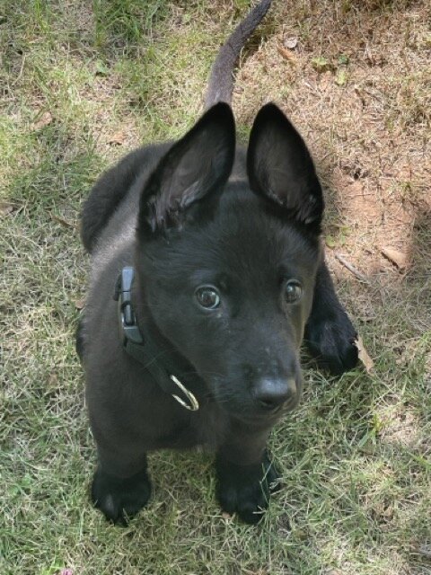 AKC Belgian Malinoise Pup- Female - Black-12Weeks image 3