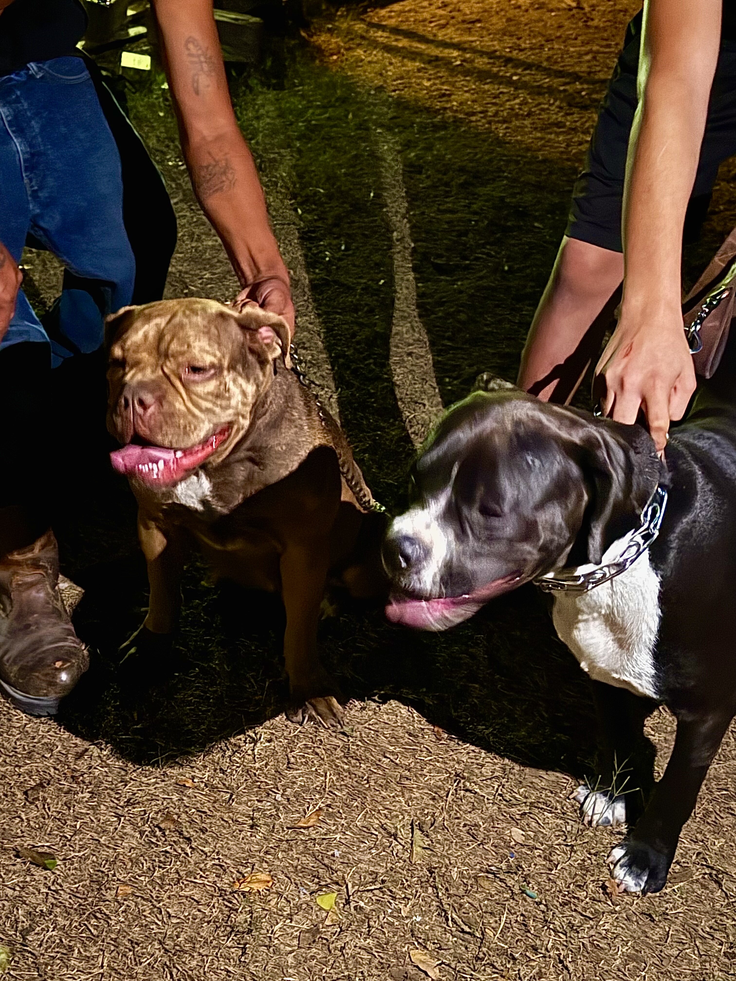 French mastiff pit bull mix puppies image 8