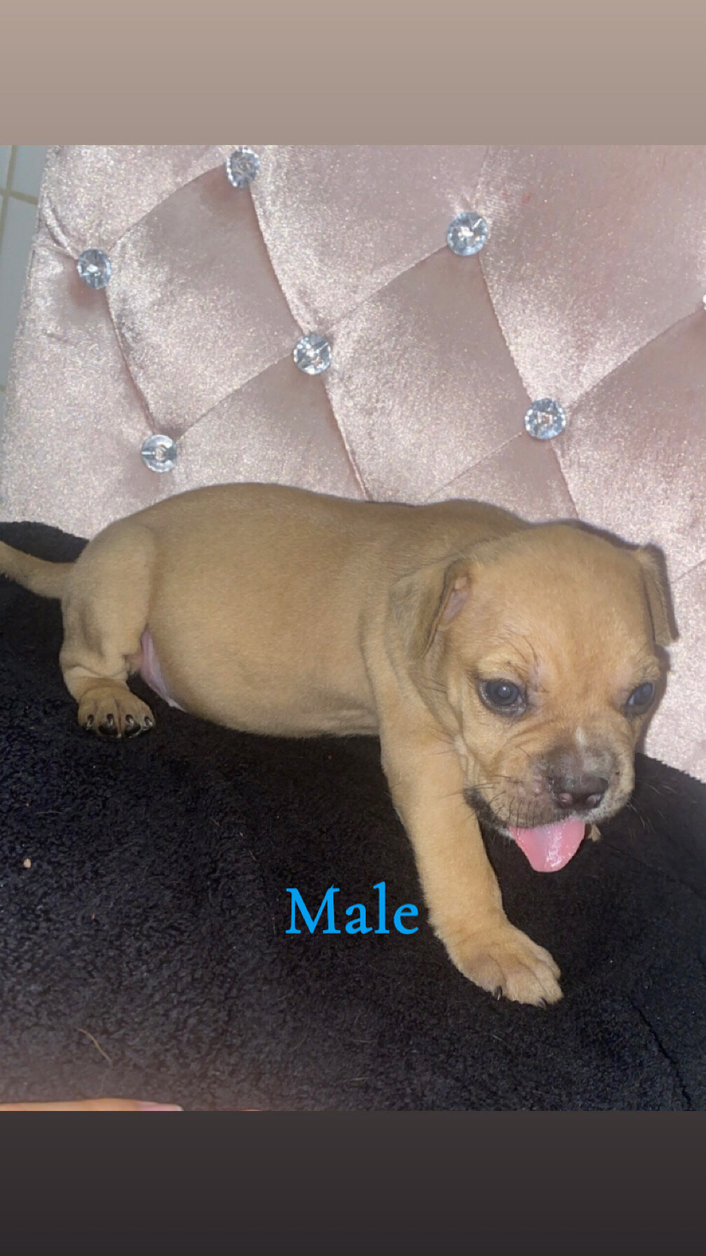 French mastiff pit bull mix puppies image 5