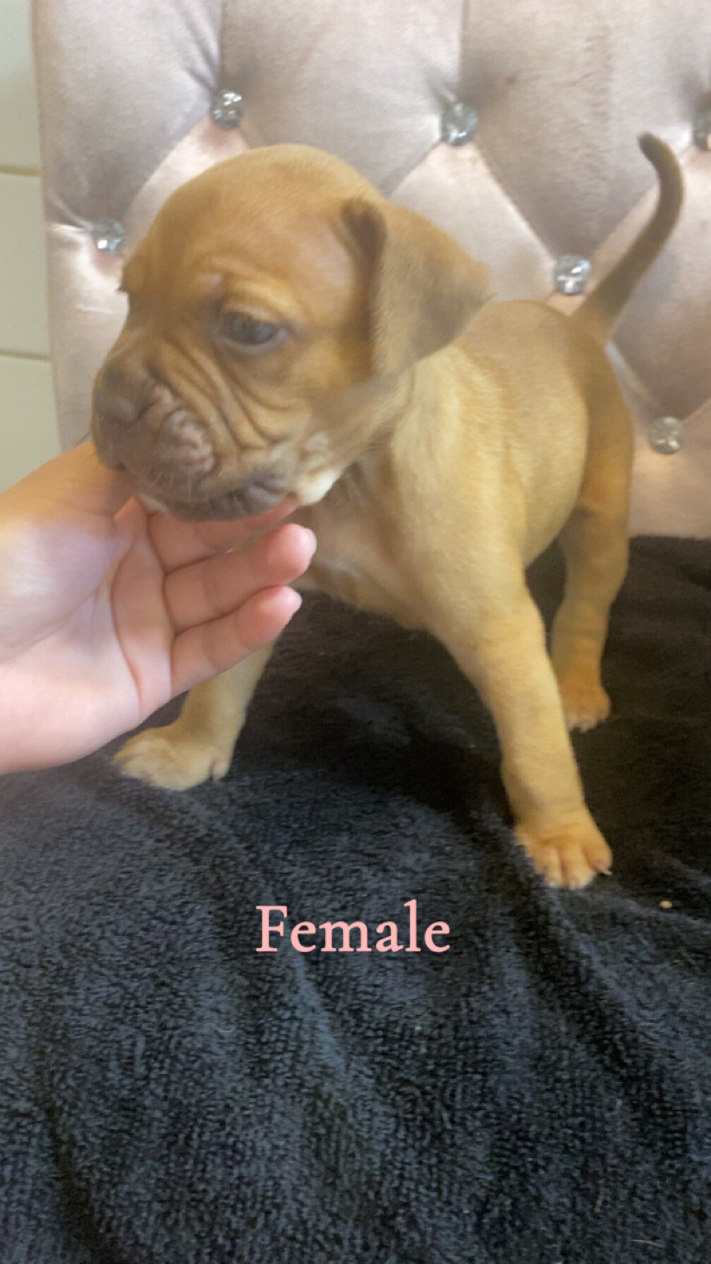 French mastiff pit bull mix puppies image 1
