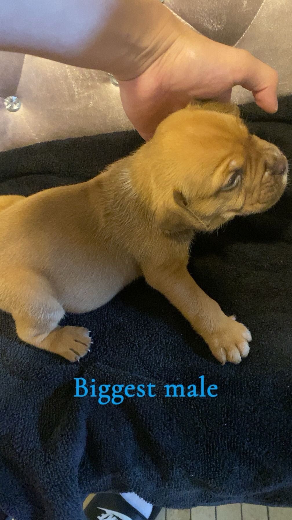 French mastiff pit bull mix puppies image 4
