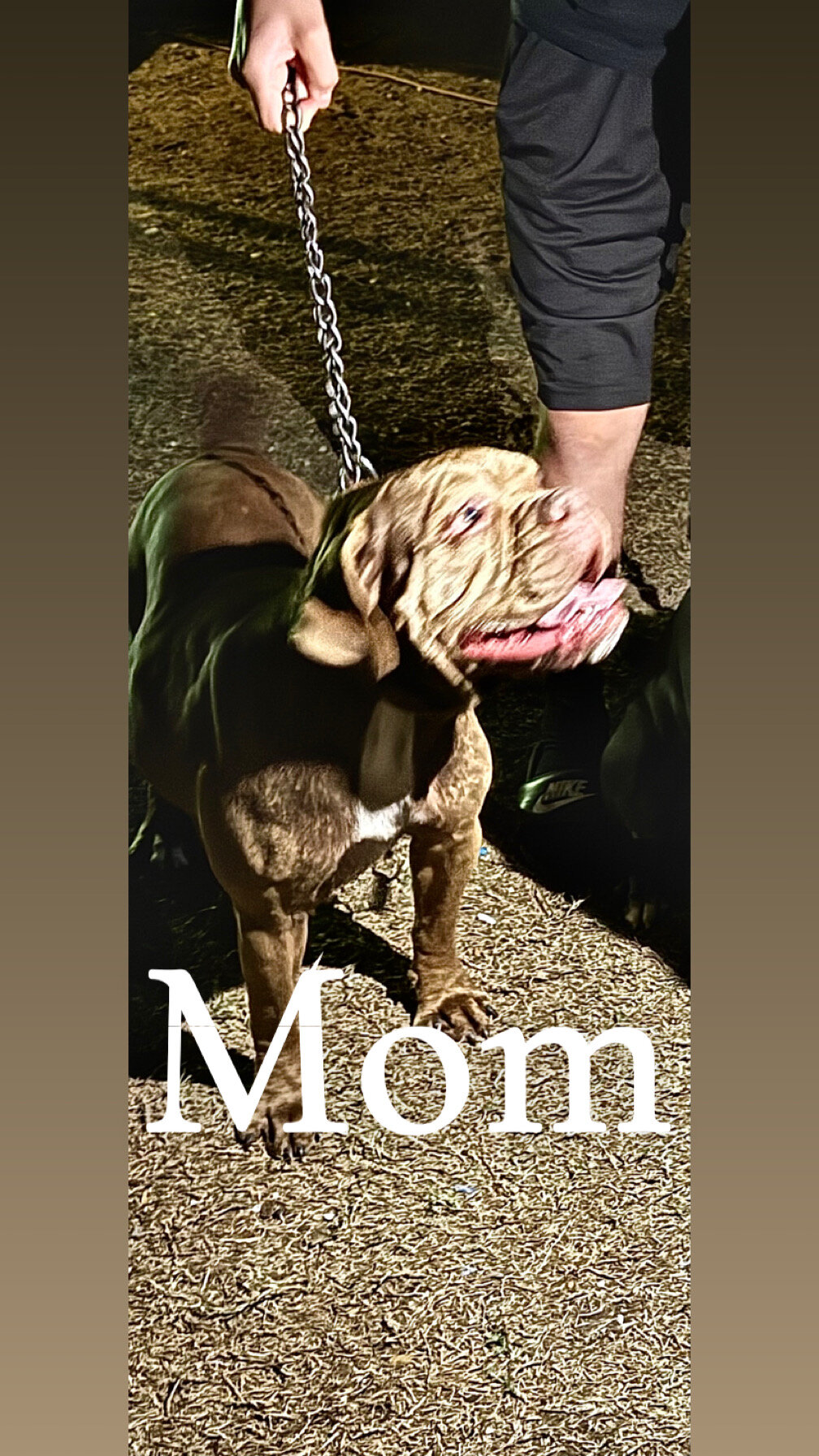 French mastiff pit bull mix puppies image 7
