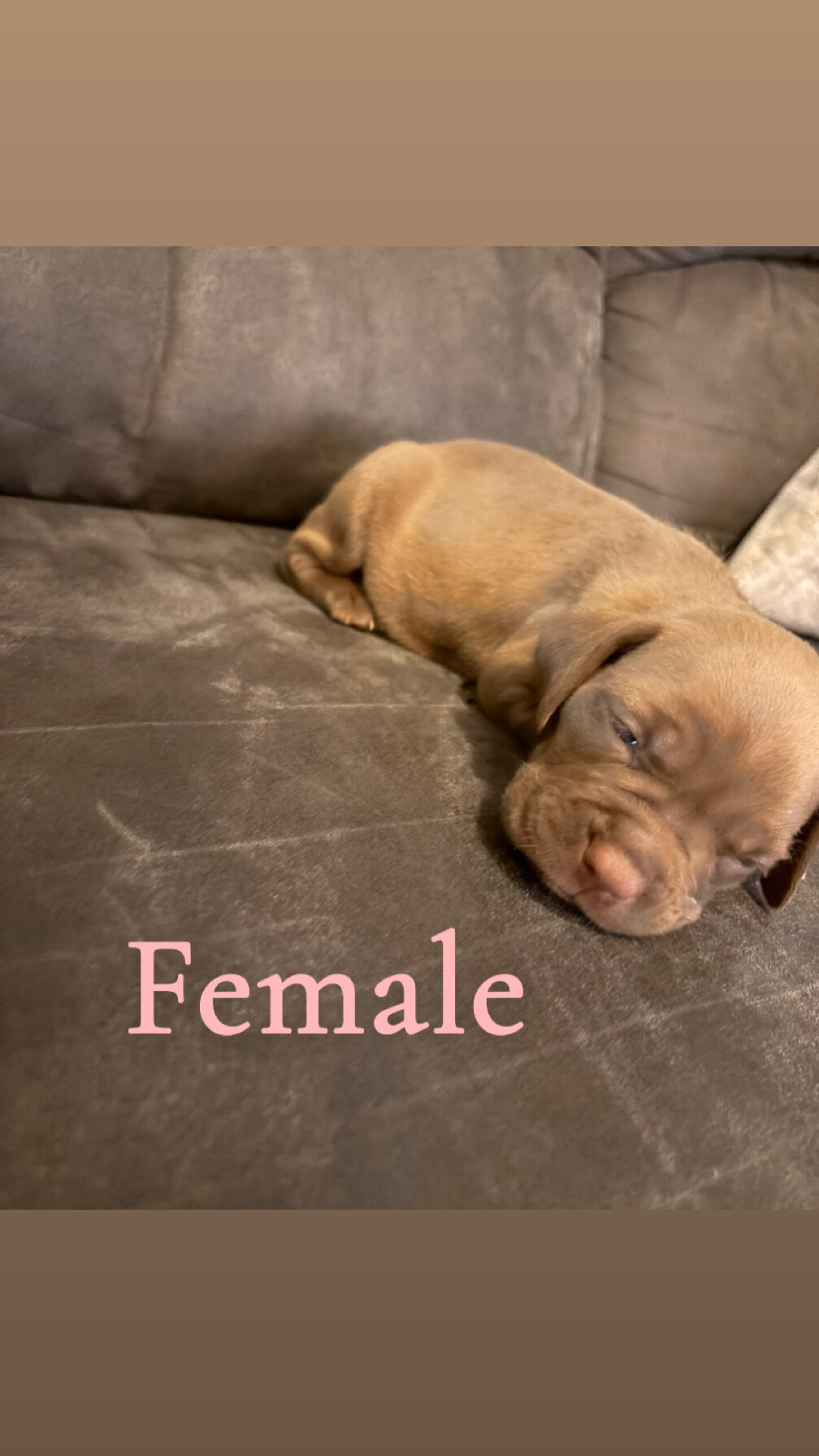 French mastiff pit bull mix puppies image 3