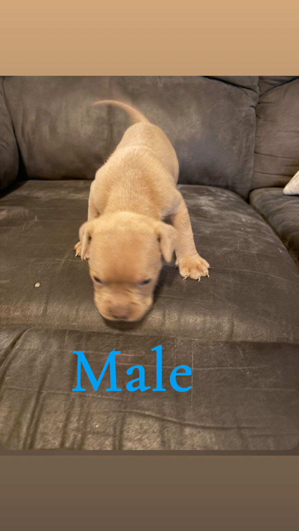 French mastiff pit bull mix puppies image 2