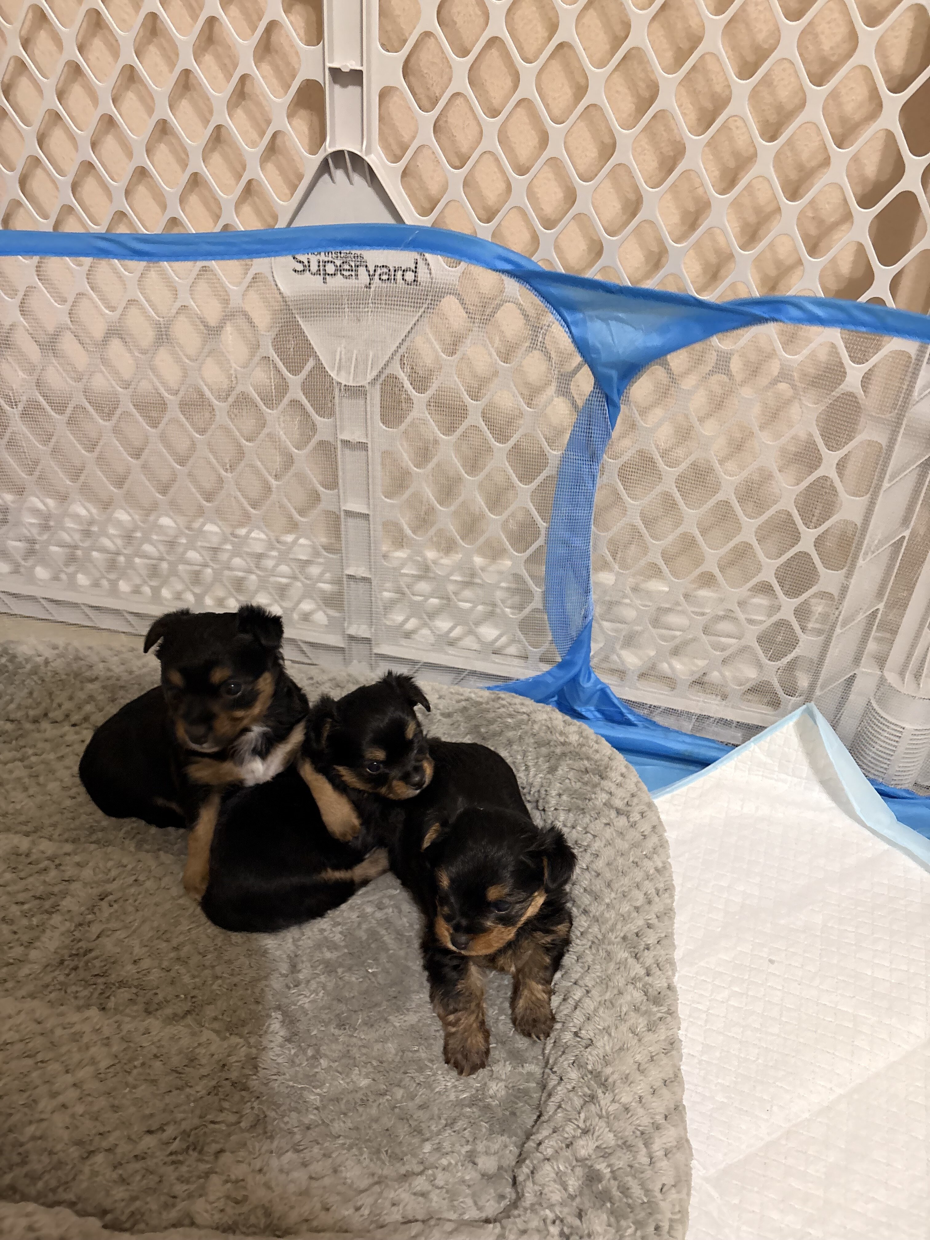 We Have Puppies Available Now 🐶 image 2