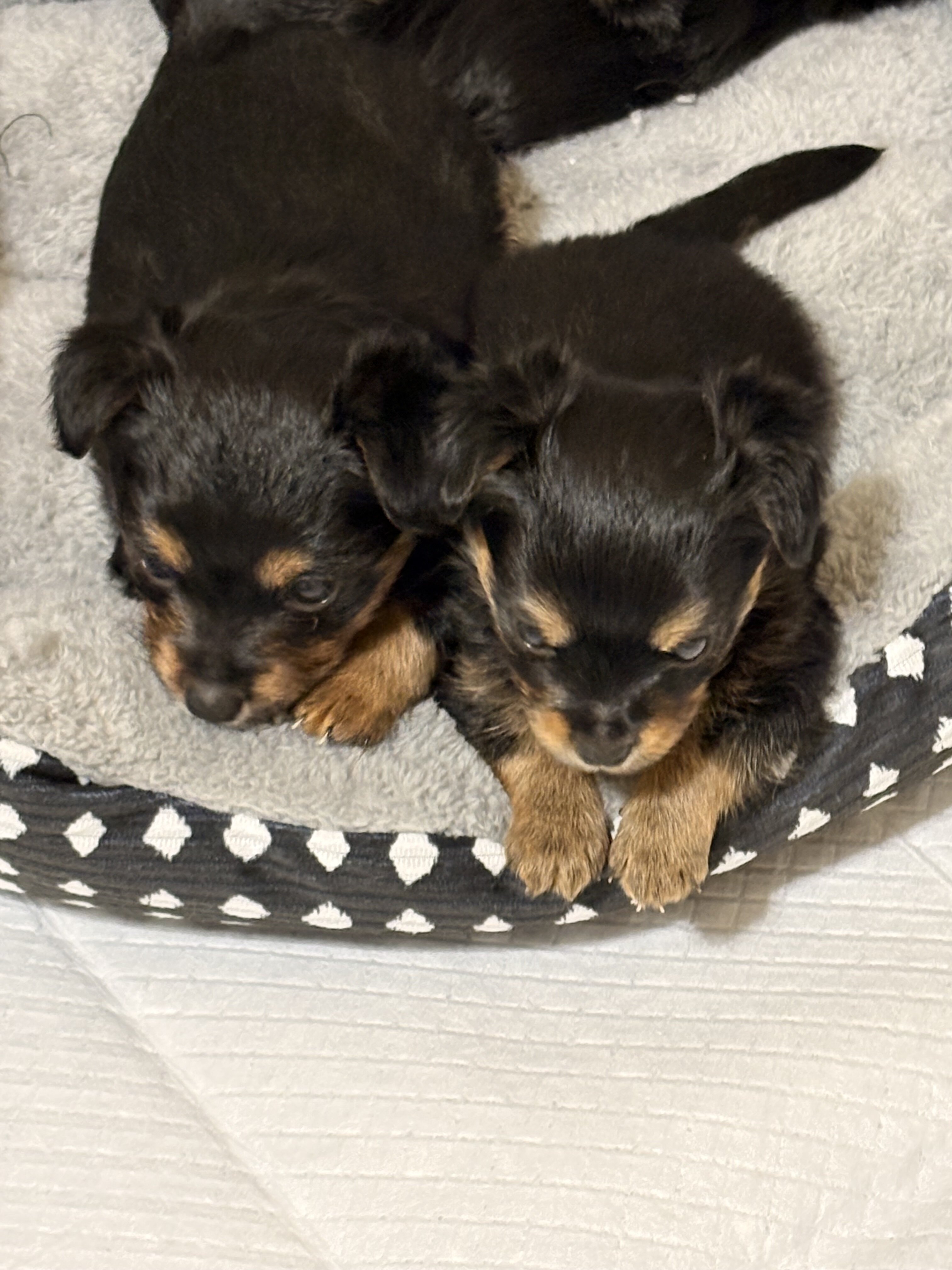 We Have Puppies Available Now 🐶 image 1