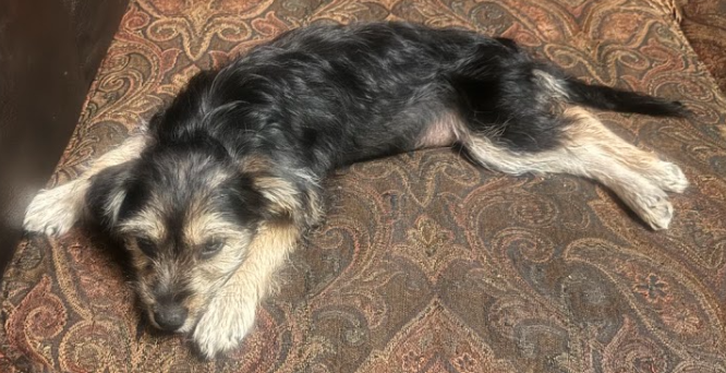 2 Female Yorkie/Poodle Mix Puppies – Denver image 2