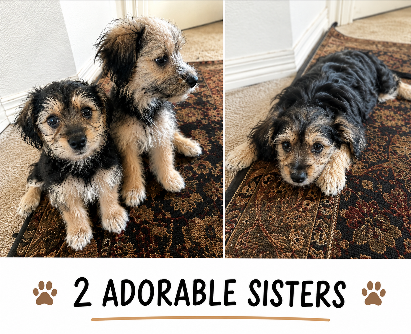 2 Female Yorkie/Poodle Mix Puppies – Denver image 4