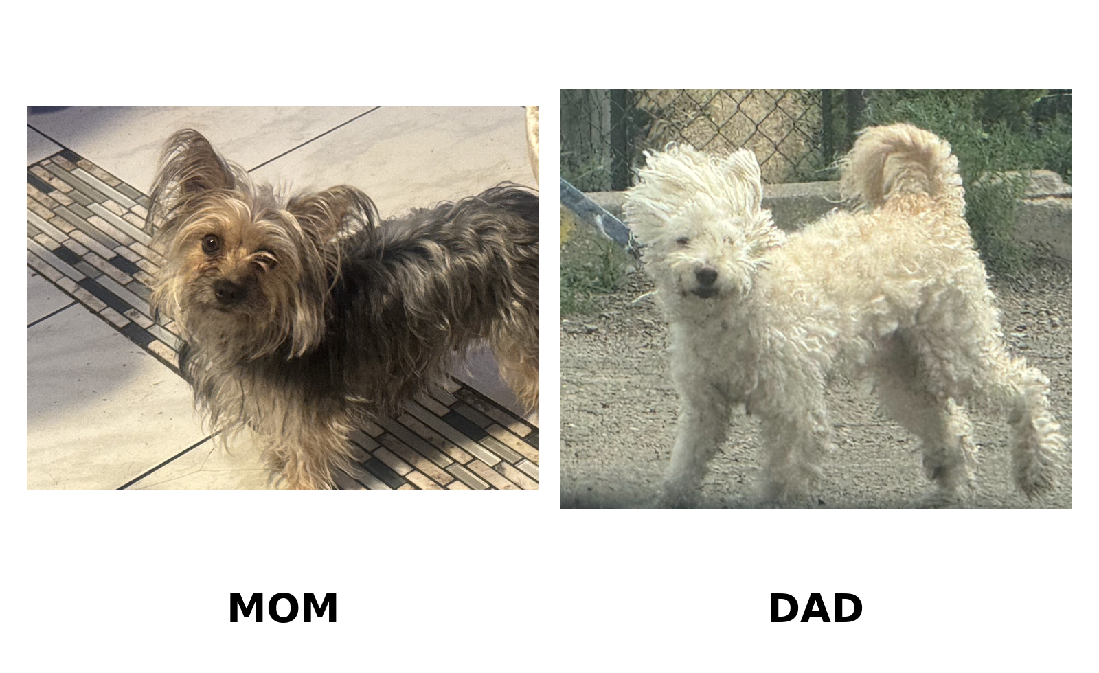 2 Female Yorkie/Poodle Mix Puppies – Denver image 3
