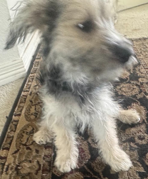 2 Female Yorkie/Poodle Mix Puppies – Denver image 1