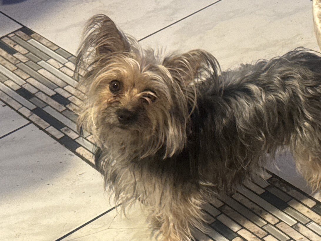 Small Female Yorkie-Type Dog – Denver image 1