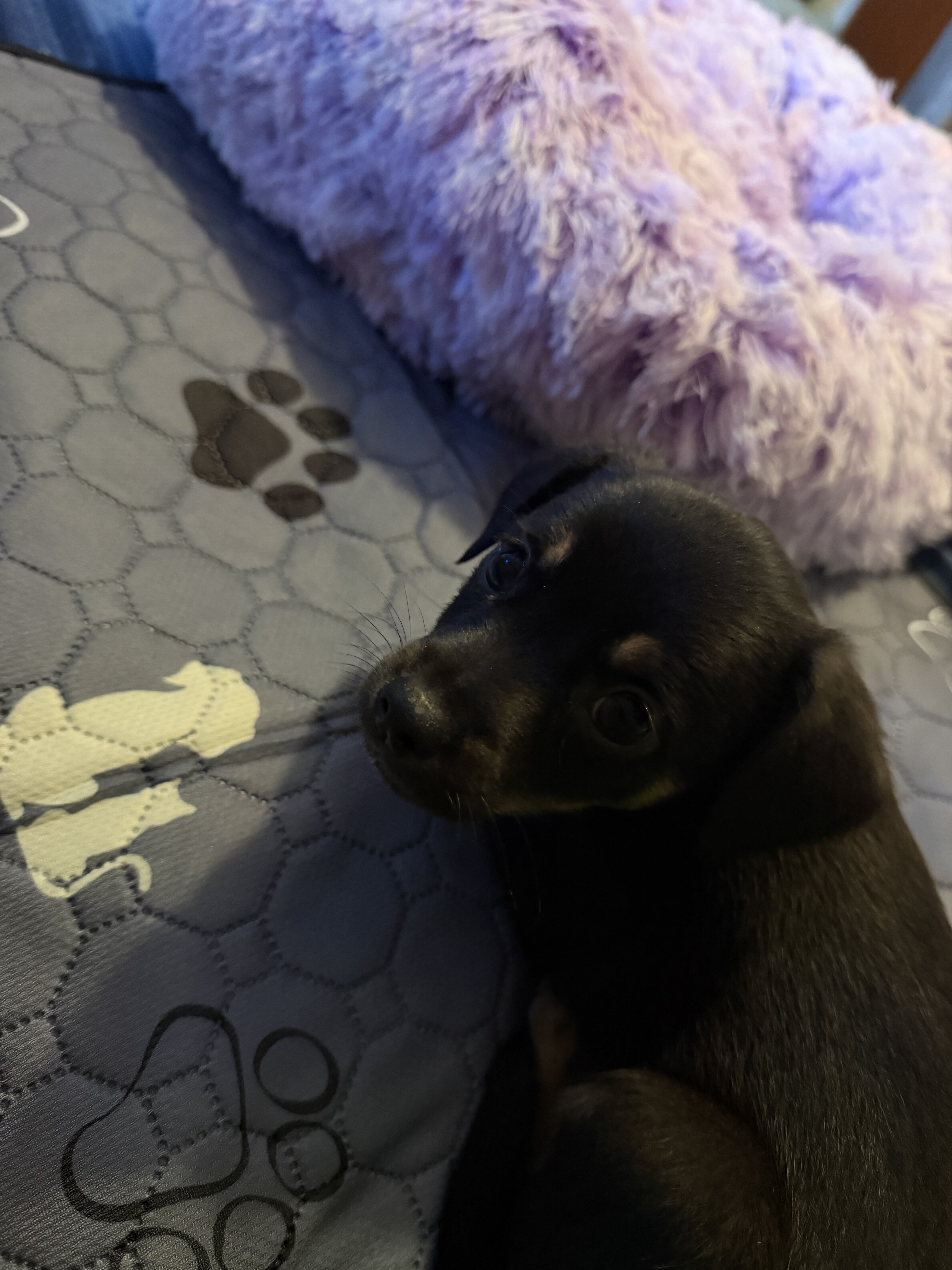 Minpin puppy image 4