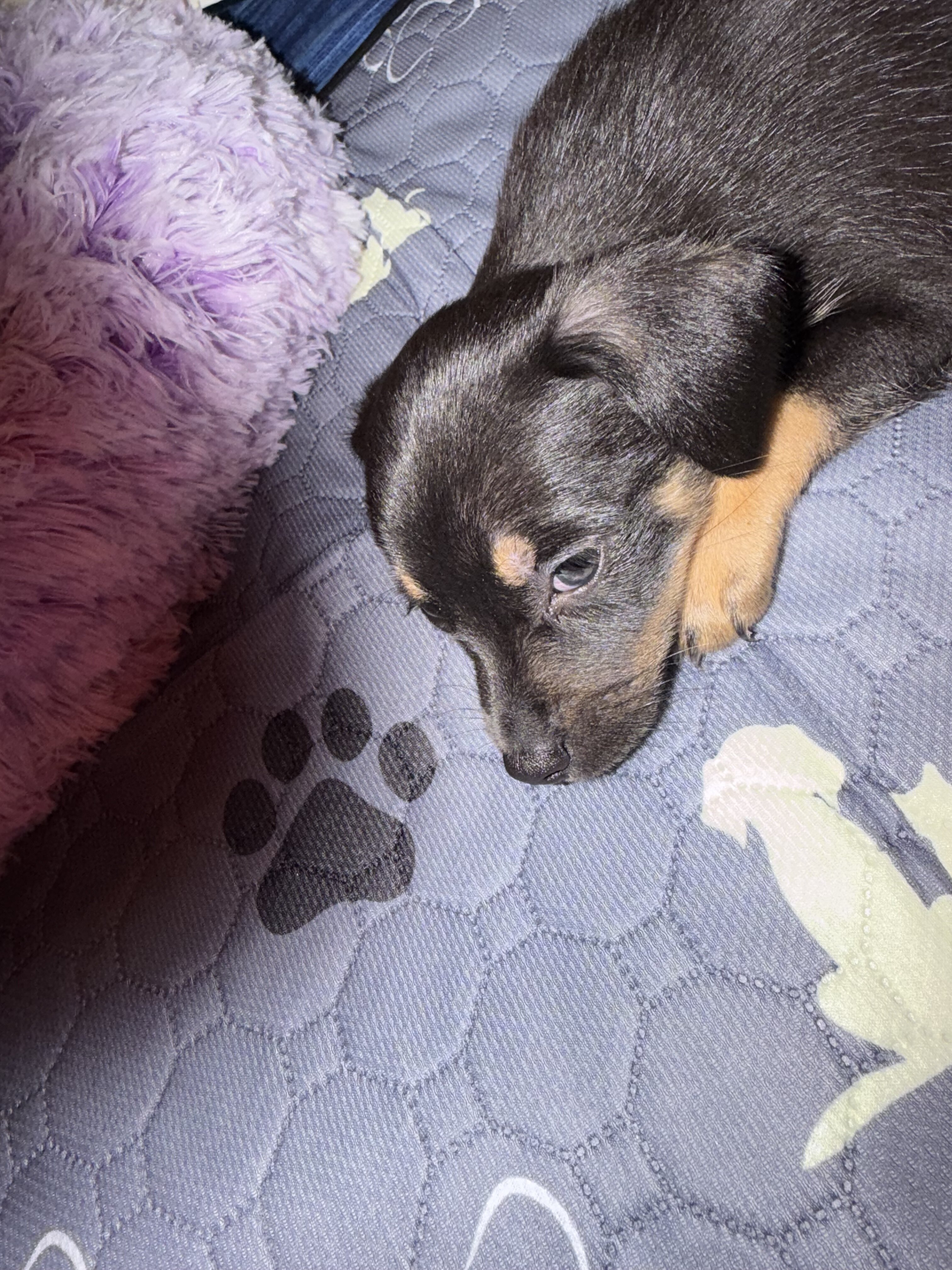 Minpin puppy image 3