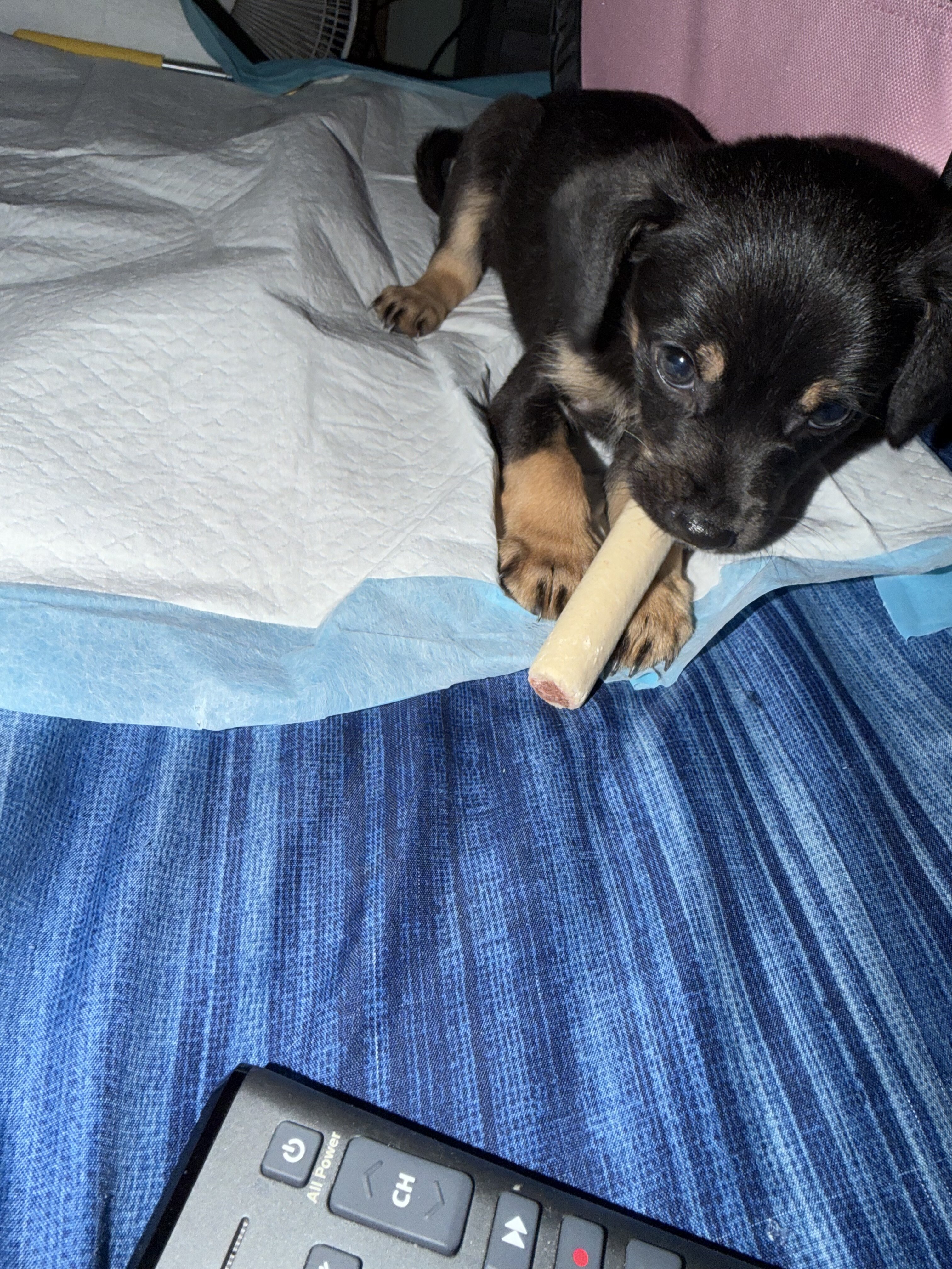 Minpin puppy image 1