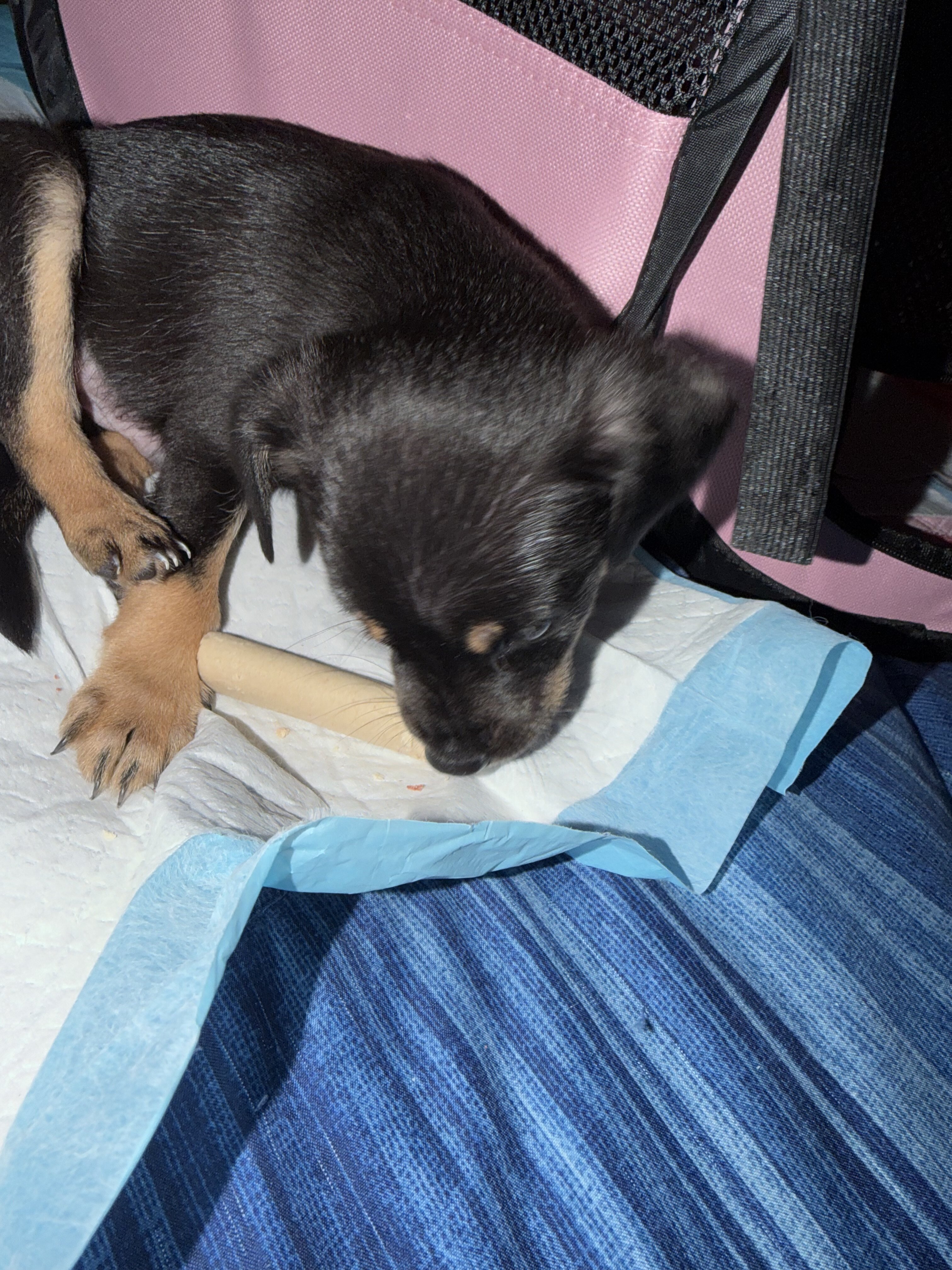 Minpin puppy image 2