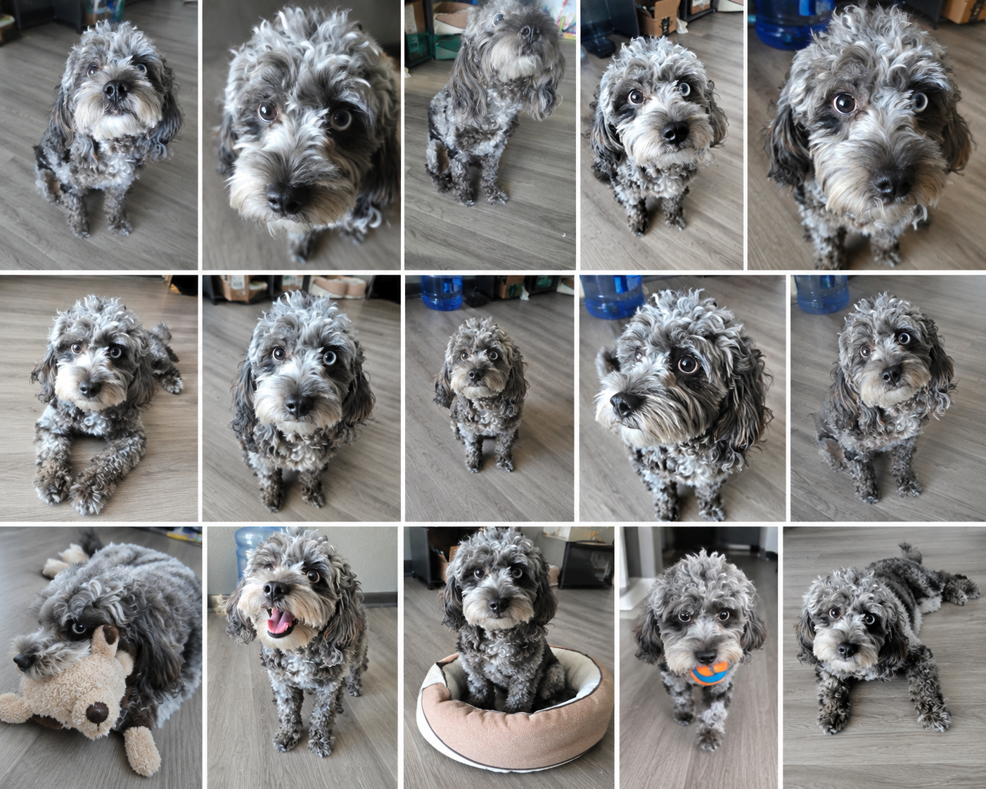 Female Merle Cavapoo – Vaccinated & Microchipped image 3