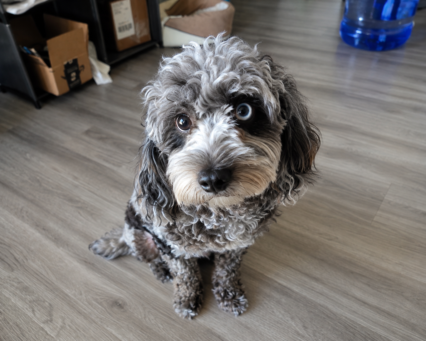Female Merle Cavapoo – Vaccinated & Microchipped image 2
