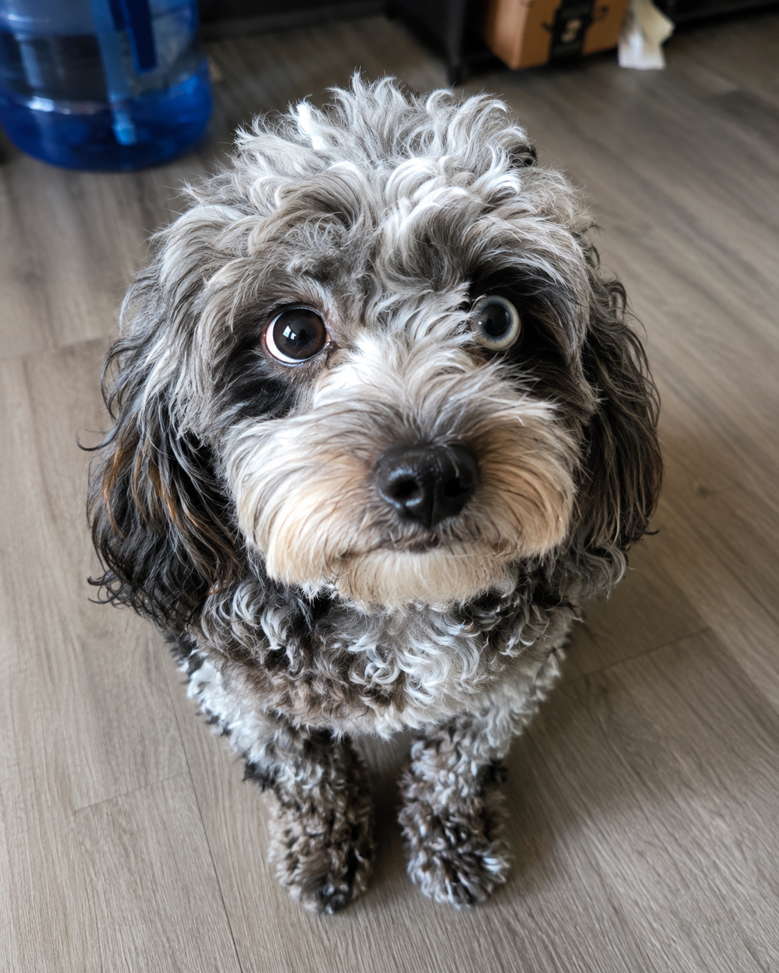 Female Merle Cavapoo – Vaccinated & Microchipped image 1